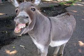 donkey laughing
