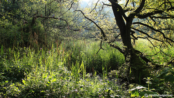 Int-Dawn-Chorus-Day-7-040514-600