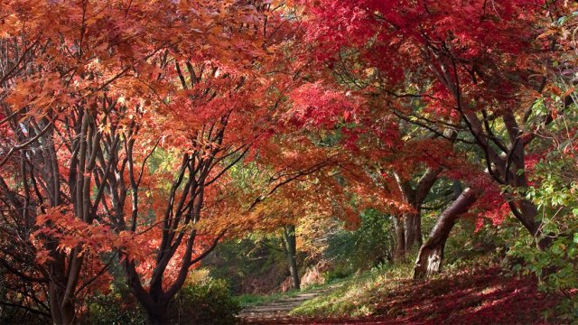 1431785910746-20161102-autumnacerpathway-carolsheppard