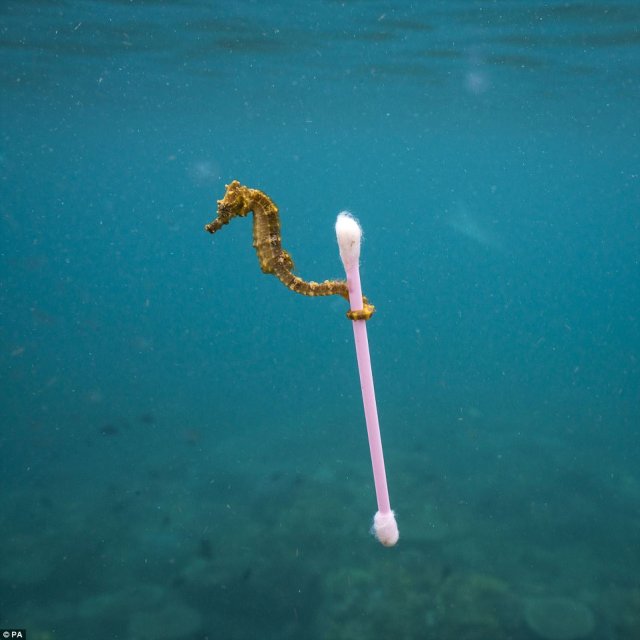 442718C600000578-0-A_seahorse_tugging_a_cotton_bud_through_the_depths_follows_image-a-36_1505170737118
